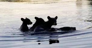 Mama Bear Found Carrying Three Cubs On Her Back While Crossing Lake