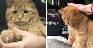 Le "chat le plus triste d'Internet", dont personne ne voulait, a été adopté par un couple