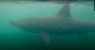 Huge 18ft Shark Passes Within Inches Of A Bewildered Swimmer Off Coast