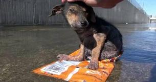 Little Dog Gets Rescued From River And Makes Incredible Recovery