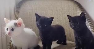 Cat Surprises Foster Mom With Litter Of Cute Baby Cats
