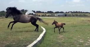 Le petit bébé a du mal à faire le grand saut, mais les téléspectateurs sont témoins des actions de sa maman