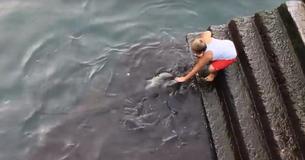 Niño se sienta en un muelle cada mañana y espera que su amiga mantarraya venga a saludarlo