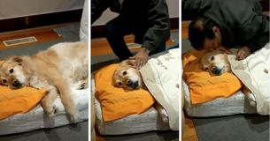Dad Who Swore He Never Wants Dogs Now Affectionately Tucks His Pooch In At Nap Time