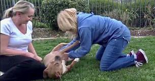 Homeless Dog Kisses Her Puppies One After The Other As Rescuers Pull Them To Safety
