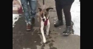 Ecstatic Dog Gets Parade Following Being Adopted After 500 Days