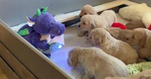 Purple Dragon Reading Fairy Tales Captivates Attention Of Ten Adorable Golden Retriever Pups