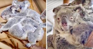 Koala Mom Confirms Juggling Three Kids At Once Is No Picnic But Possible
