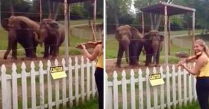 Elephants Boogie As They Hear Woman Playing Violin