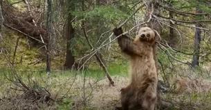 Researchers Left Cameras In The Woods Hoping To Record Grizzly Bears But Got More Than Bargained