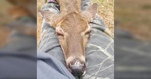 Blind Doe Struck By Car Snuggles With Hero That Rescued The Injured Animal
