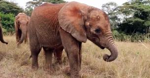Orphaned Baby Elephant Rescued From Starvation