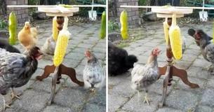 Woman Makes Chicken 'Enrichment' Exercise Wheel With Hanging Cucumbers And Corn For Chickens To Exercise