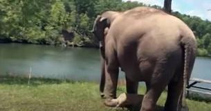 Pendant trois semaines, une éléphante âgée s'est arrêtée au même endroit alors qu'elle attendait son amie