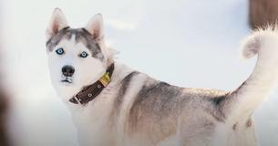 La science révèle que les chiens sont capables de reconnaître les humains indignes de confiance