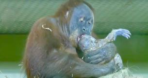 Une orang-outan donne naissance à un bébé devant une caméra pour la première fois, puis le montre au gardien