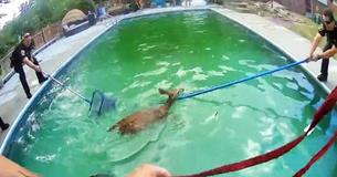 Two Baby Deer 'Cheer' As Officers Rescue Them From Pool