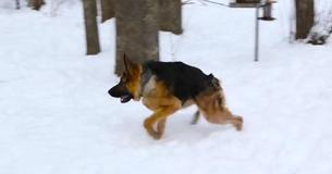 Hunchback Hound Quasimodo Believes Himself To Be Casanova — Steals Viewers' Hearts