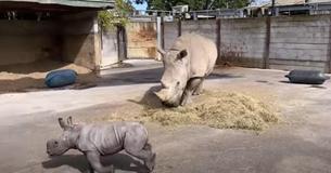 Energetic Rhino Baby Runs In Adorable Circles Around Watchful Mother