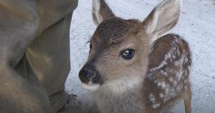 Separated From Mama, Lonely Baby Deer Jeopardizes His Life To Be Cared For