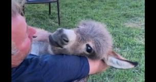 Man Cuddles And Sings To Adorable Donkey
