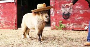 Dwarf Pony Is Becoming Famous On Web