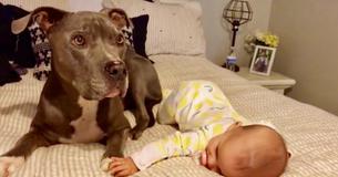 Un pit-bull doux et affectueux donne des baisers d'amour à un bébé