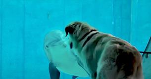 Dog Meets Dolphin At An Aquarium And Quickly Becomes His Close Friend