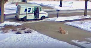 Mailman Who Recently Lost Pet Forms Special Friendship With Customers’ Dog