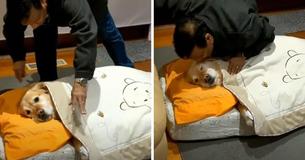 Dad Who Didn’t Want Dog Now Tucks Him Into Bed At Night