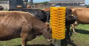 Un agriculteur installe une brosse à poils massifs près d'un pâturage - Les vaches s'emballent complètement.