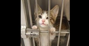Dog Lover Arrives At Shelter To Take Home Pup—But Kitten Steals His Heart