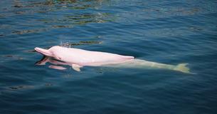 Rare Pink And White Dolphins Come Back Into The Waters Of Hong Kong