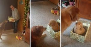 Golden retriever is eenzaam nadat zijn zus gestorven is - baasje verrast hem met nieuwe hond
