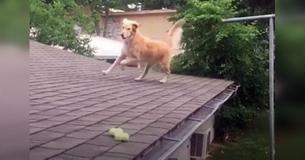Dog Wouldn't Keep Off Roof So Family Posted Sign To Explain