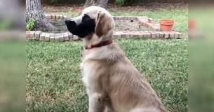 Golden Retriever With Adorable Black Mark On His Face Racks Up Huge Internet Following
