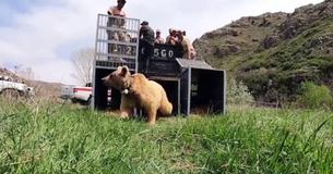 Heartening Moment Brown Bear And Two Cubs Released Into Wild After A Decade In Captivity