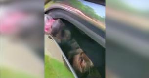Un vétéran voit un chiot dans une voiture chaude et enfreint la loi pour le sauver