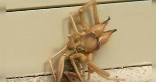 Arizona Man Spots Spider-Scorpion Hybrid