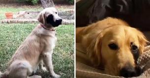 Golden Retriever With Rare Black Mark On His Face Gains Internet Fame