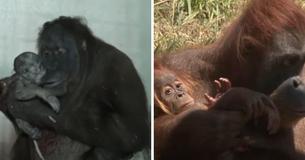 Orang-oetanmoeder staat te popelen om haar baby na de geboorte te kunnen showen