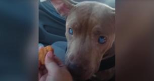 Blind Pup Abandoned On Park Bench Gets Rescued