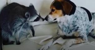 Orphaned Raccoon Adopted By Rescue Dogs Currently Thinks She’s Also A Dog