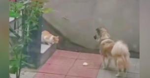 Kind Dog Gives Stray Cat Its Food After Finding It In Garden In Wholesome Clip