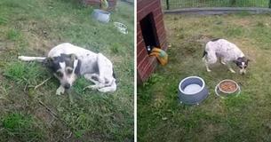 Dog Who Was Confined To Rusty Cage Experiences Freedom Of Running And Playing For The First Time