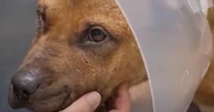 Kids Rescue Pitbull Used For Fighting That Was Dumped On Roadside