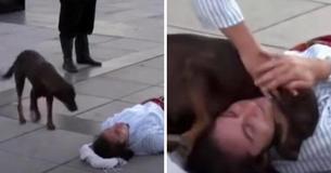 Stray Dog Interrupts Street Performance To Comfort Actor Who Is Pretending To Be Injured
