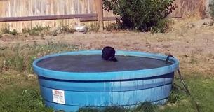 Adorable Black Labrador Shows Owner The Extent To Which She Enjoys Her Pool