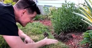 Un homme s'occupe de six bébés lapins qu'il a trouvé dans son jardin