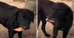 Dog Observes Students Buying Food - Uses Leaves As Money To 'Pay' For Cookies